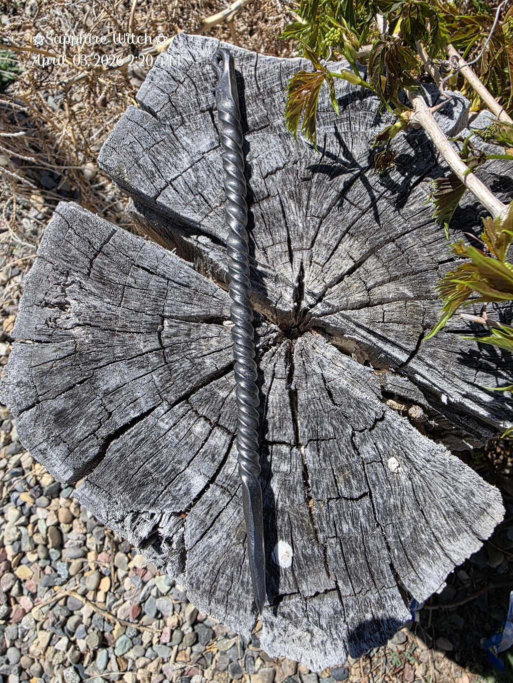 Witch's Brooming Needle