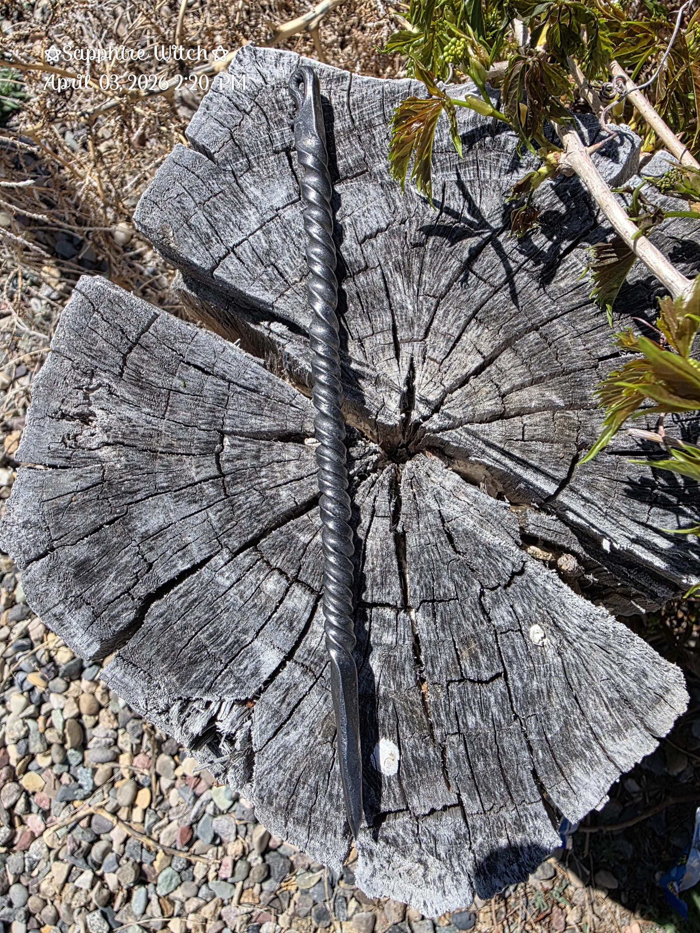 Witch's Brooming Needle